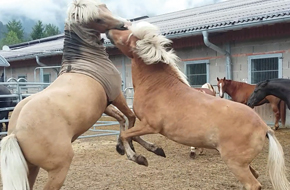Zwei Pferde spielen- Beispielbild