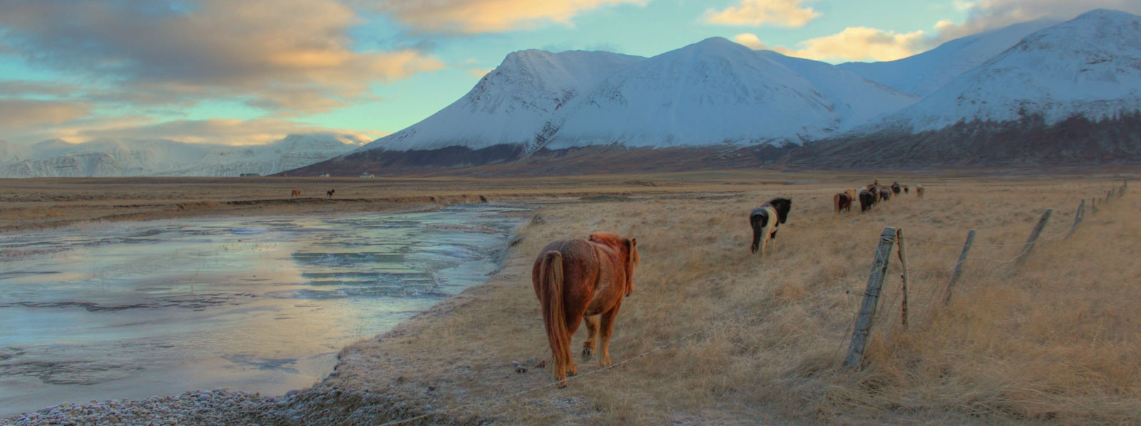 wandering_horses