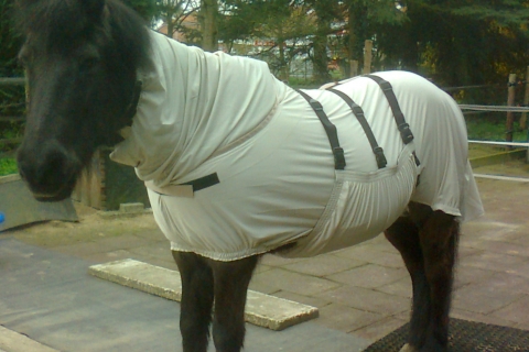 Icelandic horse