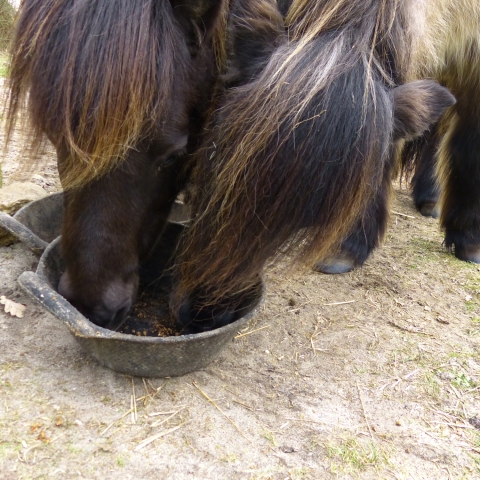Rubber food bowl