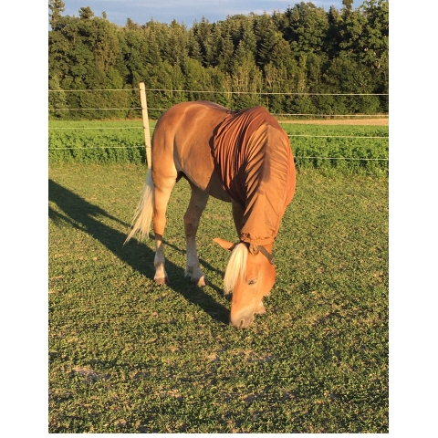 Alesco, Haflinger