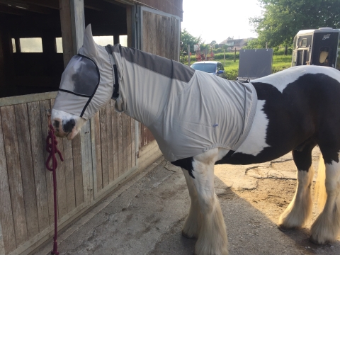 Connor, Irish Tinker