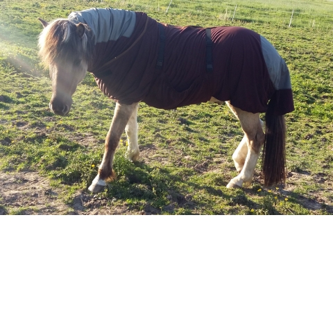 Icelandic horse