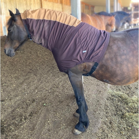 Welsh cob