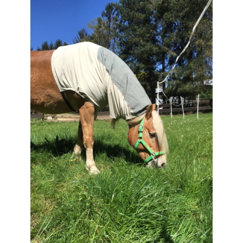 Haflinger