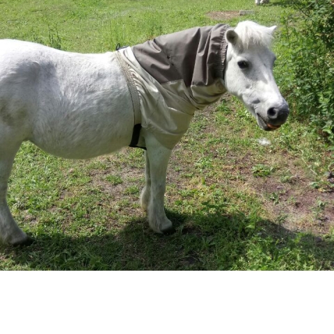 Shettland pony