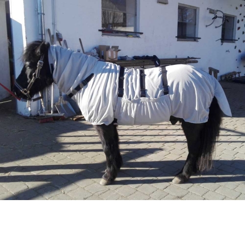 Shettland Pony